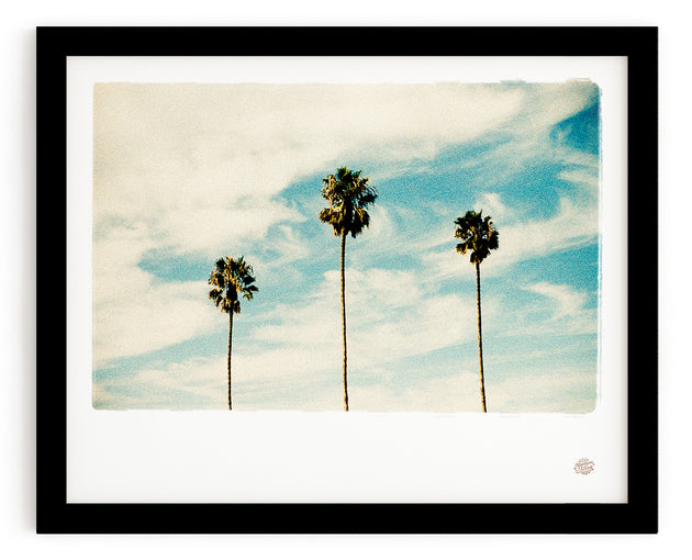 Palm Tree Photo Print "Las Palmas"