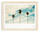 Palm Tree Photo Print "Las Palmas"