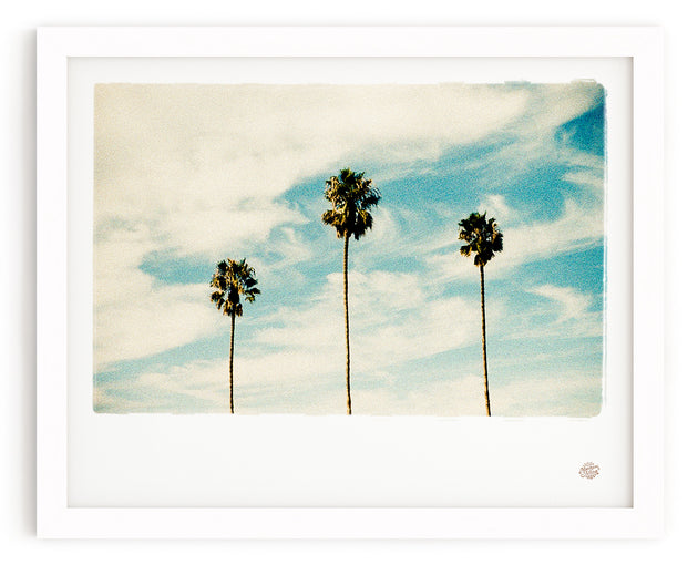 Palm Tree Photo Print "Las Palmas"